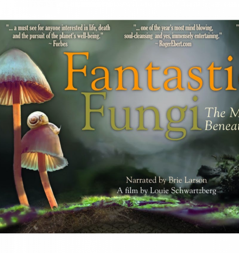 Fantastic Fungi – One Amazing Mushroom