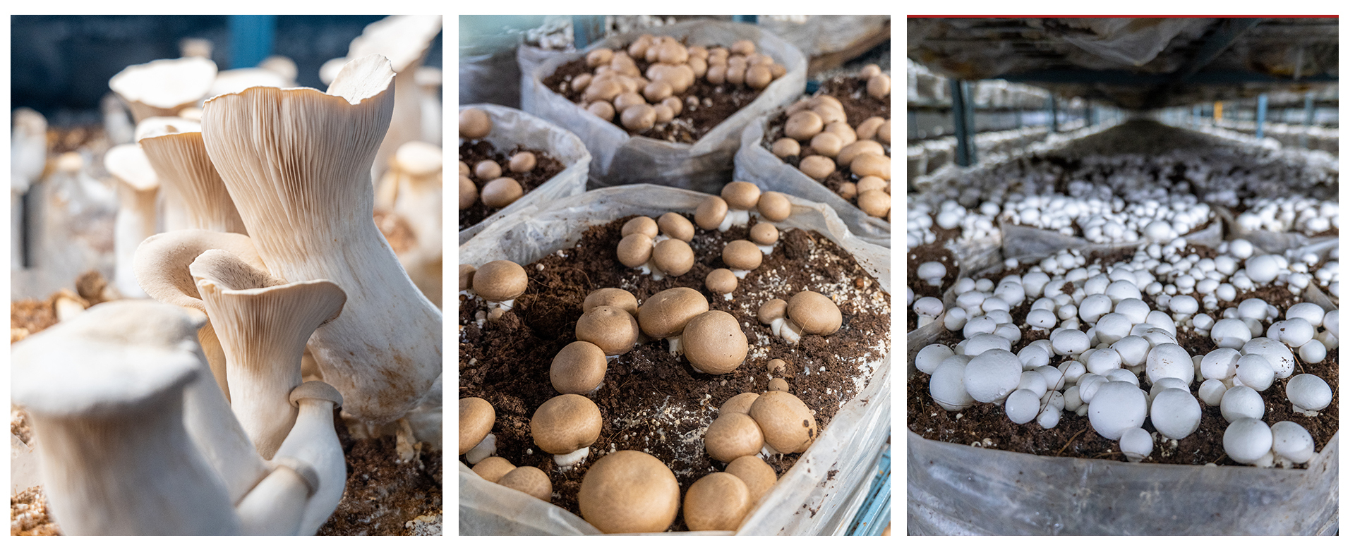 mushroom farming in india